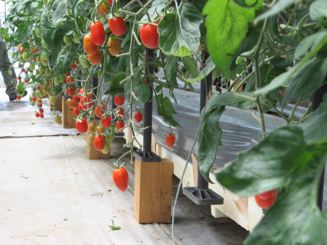 Serre de culture hydroponique de tomates