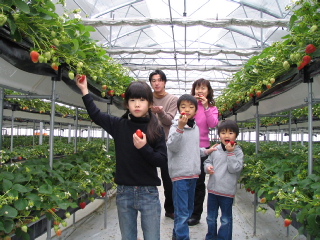 Serre hydroponique de fraises