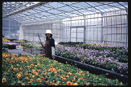 Serre de floriculture