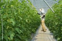 Serre de fertigation pour tomates de gros calibre