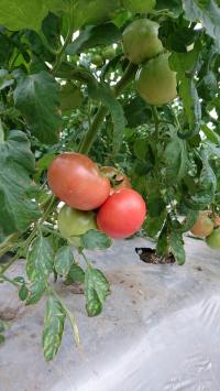 Pic de récolte des tomates